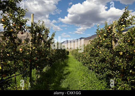 Espaliered Apple Bäume, Cawston, Similkameen Land, British Columbia, Kanada Stockfoto