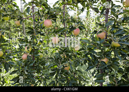 Espaliered Apple Bäume, Cawston, Similkameen Land, British Columbia, Kanada Stockfoto