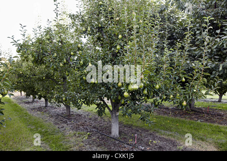 Bartlett Birne Bäume, Cawston, Similkameen Land, British Columbia, Kanada Stockfoto