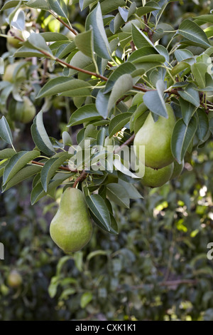 Bartlett Birnen, Cawston, Similkameen Land, British Columbia, Kanada Stockfoto