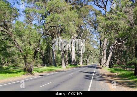 Ludlow Tuart Wald Tourist Drive zwischen Capel und Busselton, Wonnerup, Western Australia, Australia Stockfoto