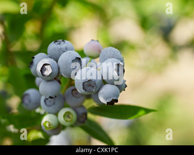 Heidelbeeren, Barrie, Ontario, Kanada Stockfoto