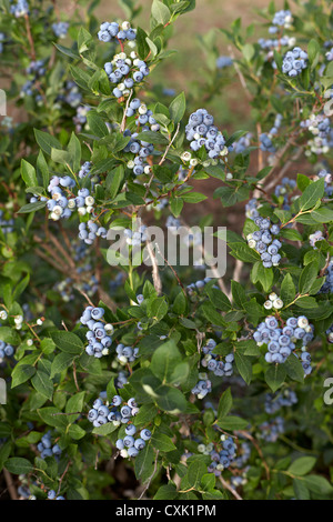 Heidelbeeren, Barrie, Ontario, Kanada Stockfoto