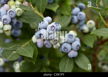 Heidelbeeren, Barrie, Ontario, Kanada Stockfoto