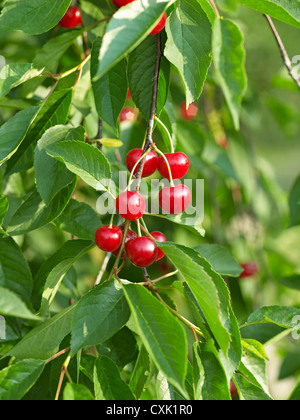 Sauerkirschen, Issum, Niagara Region, Ontario, Kanada Stockfoto