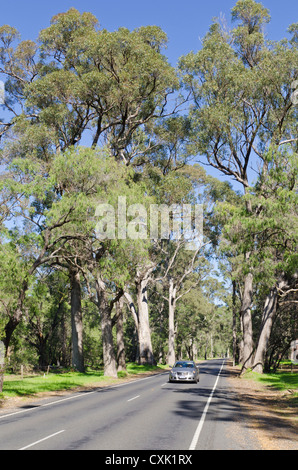 Ludlow Tuart Wald Tourist Drive zwischen Capel und Busselton, Wonnerup, Western Australia, Australia Stockfoto