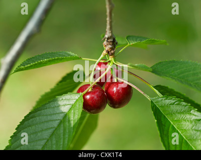 Süßkirschen, Issum, Niagara Region, Ontario, Kanada Stockfoto