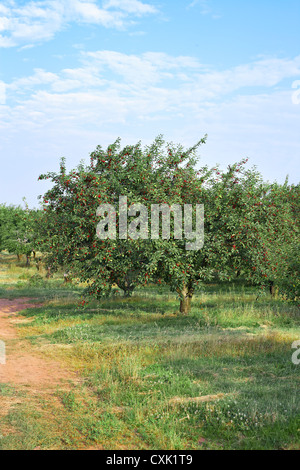 Sauerkirschen, Issum, Niagara Region, Ontario, Kanada Stockfoto