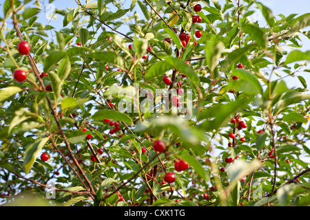 Sauerkirschen, Issum, Niagara Region, Ontario, Kanada Stockfoto