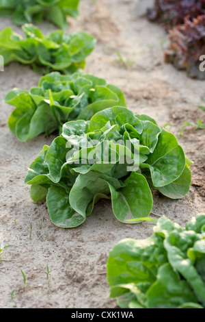 Boston-Salat, Fenwick, Ontario, Kanada Stockfoto