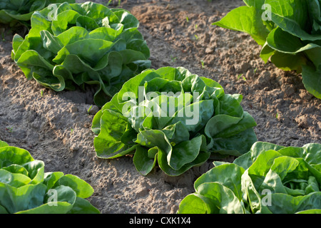 Boston-Salat, Fenwick, Ontario, Kanada Stockfoto