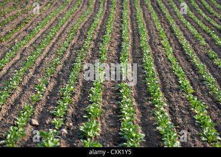 Rettich-Feld, Fenwick, Ontario, Kanada Stockfoto