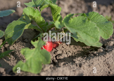 Rettich, Fenwick, Ontario, Kanada Stockfoto