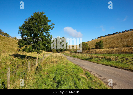 Eine ländliche Landschaft mit jungen Eschen wachsen in einem grünen Tal durch eine kleine ländliche Straße unter einem strahlend blauen Himmel Stockfoto