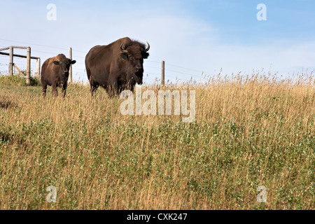 Bison mit Kalb, Tacarsey Bison Ranch, Pincher Creek, Alberta, Kanada Stockfoto
