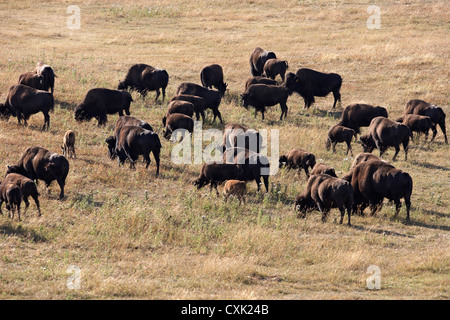Herde von Bison, Tacarsey Bison Ranch, Pincher Creek, Alberta, Kanada Stockfoto