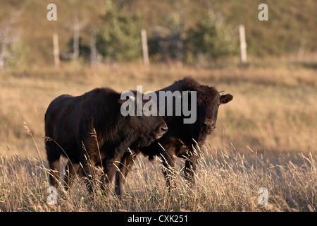 Bison Kälber im Bereich, Tacarsey Bison Ranch, Pincher Creek, Alberta, Kanada Stockfoto