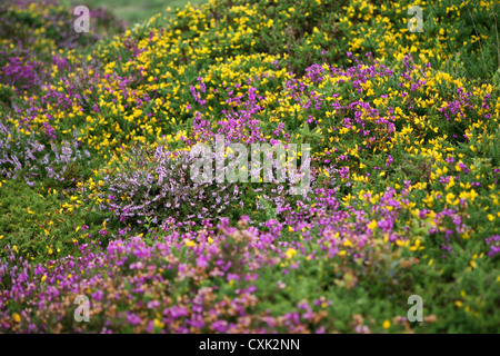 Blühende Heidekraut (Calluna vulgaris) und Gelbgorse (Ulex europaeus) wachsen zusammen auf offenem Moor, Dartmoor Stockfoto