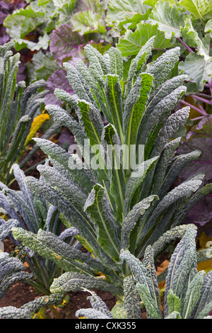 Cavalo Nero Kale Stockfoto