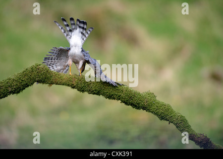 Sperber (Accipiter Nisus) in freier Wildbahn Stockfoto