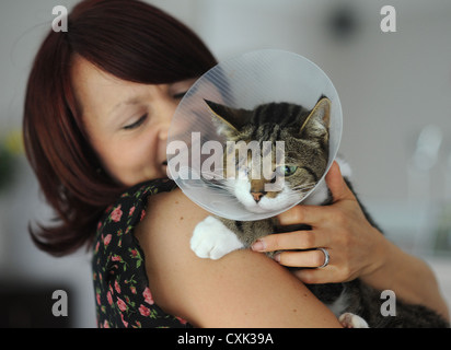 Oscar die Katze, die in das Auge mit einem Luftgewehr Pellet erholt zu Hause in Findon mit Besitzer Amanda Leadbetter angeschossen wurde Stockfoto