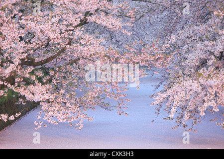 Kirschblüten und Blume Floß im Park Hirosaki, Präfektur Aomori Stockfoto