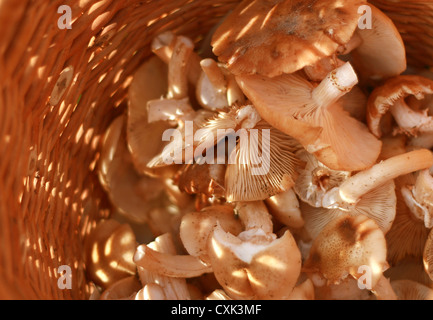 Korb mit essbaren Pilzen Stockfoto
