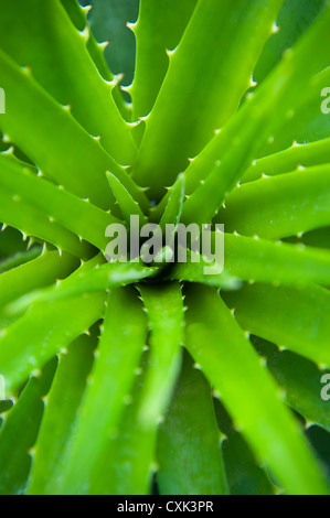 Nahaufnahme der Aloe-Pflanze, Mata Atlântica, Ilha do Mel, Parana, Brasilien Stockfoto