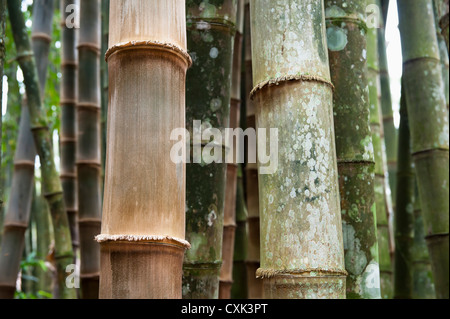 Nahaufnahme der Bambusstämme, botanische Gärten, Rio De Janeiro, Brasilien Stockfoto