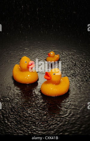 Die Enten im schweren Regen auf dem Wasser Stockfoto