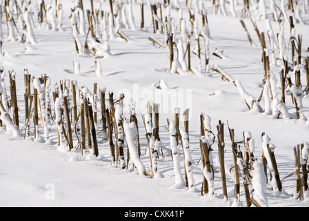 Stoppeln im winter Stockfoto