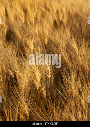 Weizenfeld bei Sonnenuntergang, Alberta, Canada Stockfoto