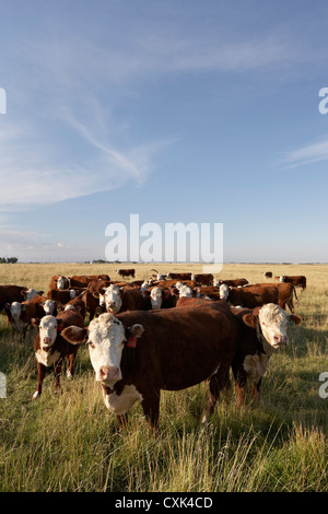 Herde von Rindern im Feld, Alberta, Canada Stockfoto