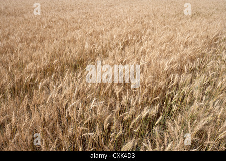 Nahaufnahme von Weizen Feld, Alberta, Kanada Stockfoto