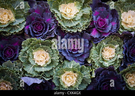 Zierkohl, Brassica oleracea, im Columbia Road Market, London zu verkaufen. Stockfoto