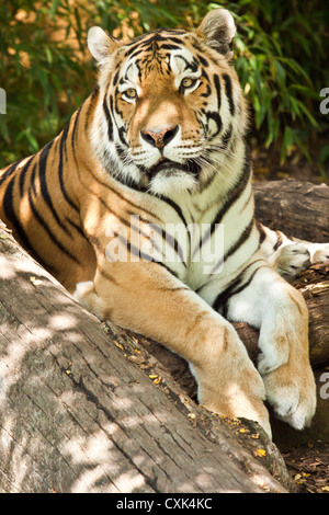 Sibirischer tiger Stockfoto