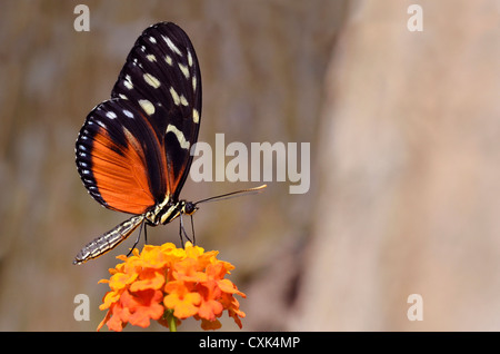 Makroaufnahme einer Tiger Longwing (Heliconius Aigeus) Schmetterling auf Blume (Lantana Camara) Fütterung Stockfoto