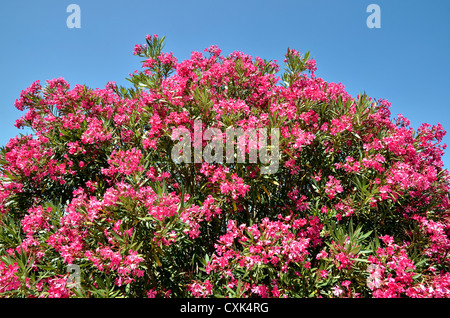 Rote Oleander Blüten (Nerium Oleander) auf blauen Himmelshintergrund Stockfoto