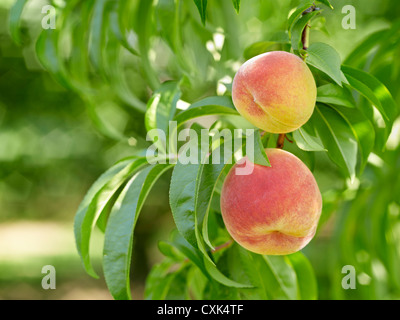 Pfirsiche auf Baum Zweige, Hipple Farmen, Issum, Ontario, Kanada Stockfoto