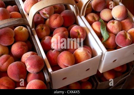 Frisch geerntete Pfirsiche in Körbe, Hipple Farmen, Issum, Ontario, Kanada Stockfoto