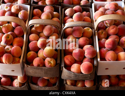 Frisch geerntete Pfirsiche in Körbe, Hipple Farmen, Issum, Ontario, Kanada Stockfoto