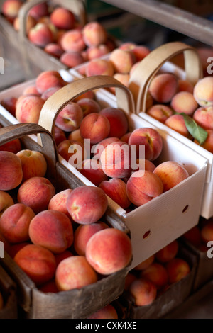 Frisch geerntete Pfirsiche in Körbe, Hipple Farmen, Issum, Ontario, Kanada Stockfoto