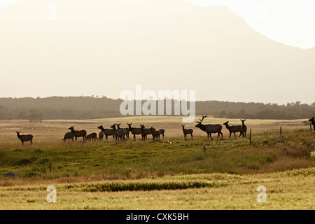 Elch-Herde, Pincher Creek, Alberta, Kanada Stockfoto