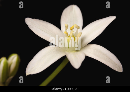 Stern von Bethlehem - Ornithogalum Umbellatum, eine mehrjährige Blume, manchmal genannt Grass Lilie, Nickerchen am Mittag, elf-Lady Stockfoto