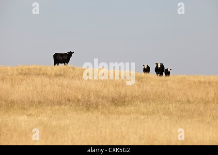 Schwarzen Rinder im Feld, Pincher Creek, Alberta, Kanada Stockfoto