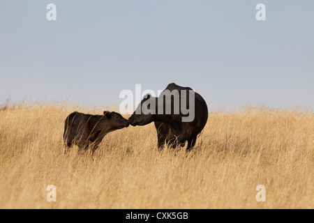 Schwarze Rinder, Kuh und Kalb, stehend im Feld, Pincher Creek, Alberta, Kanada Stockfoto