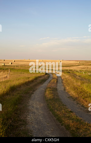 Schotterstraße durch Heuwiesen, Pincher Creek, Alberta, Kanada Stockfoto