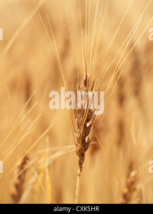 Nahaufnahme von Weizen Stiel Köpfe, Pincher Creek, Alberta, Kanada Stockfoto