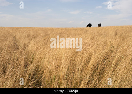 Schwarzen Rinder im Feld, Pincher Creek, Alberta, Kanada Stockfoto