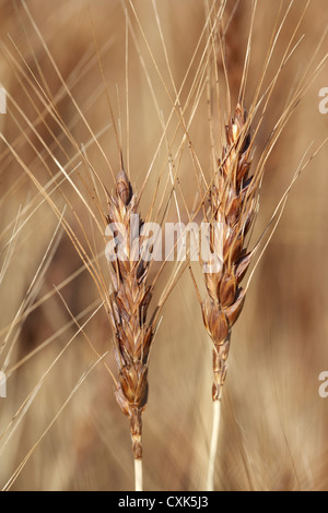 Nahaufnahme von Weizen Stiel Köpfe, Pincher Creek, Alberta, Kanada Stockfoto